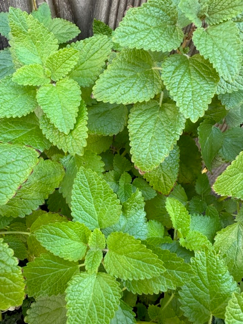 Nourishing Lemon Balm Salve - Natural Skin Care and Soothing Herbal Balm